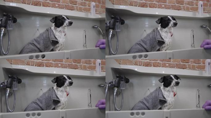 狗狗美容院，可爱的狗狗洗完后坐在浴缸里，用毛巾包着
