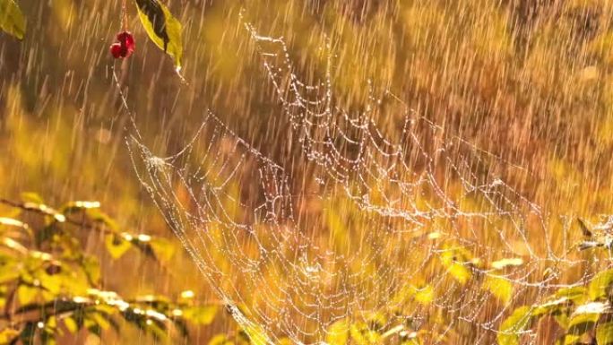 日落时森林里的雨。小雨中的蜘蛛网。