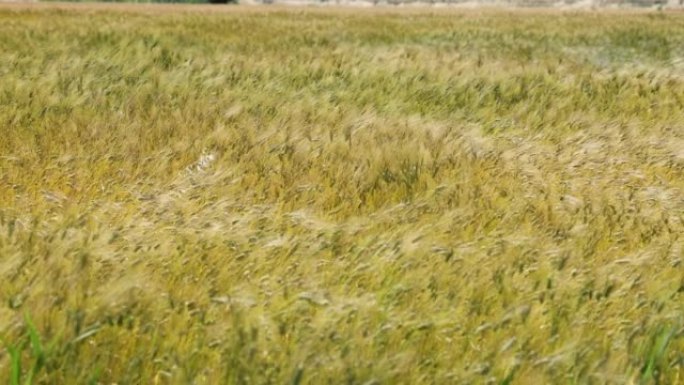 夏季晴天的麦粒田: 意大利的农业