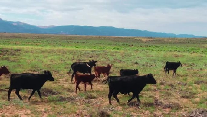 一小群散养的牛穿越干旱的平原地区寻找食物。加利福尼亚的农业