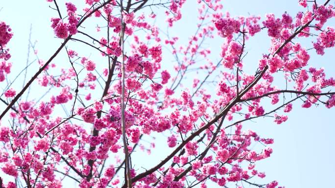 樱花花海（长水机场）