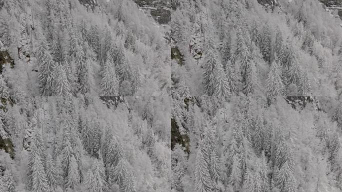 空中无人机拍摄了山区积雪覆盖的树木