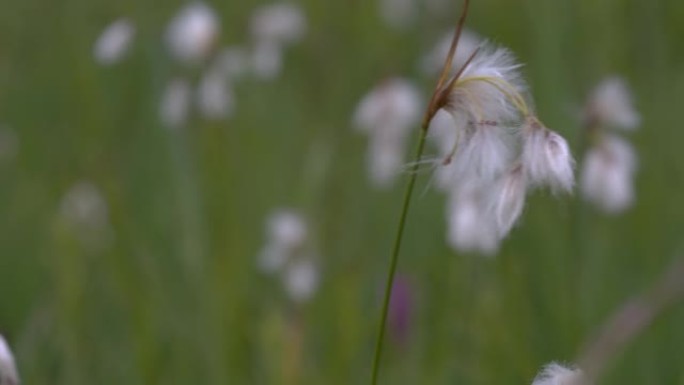 野生棉花的特写镜头