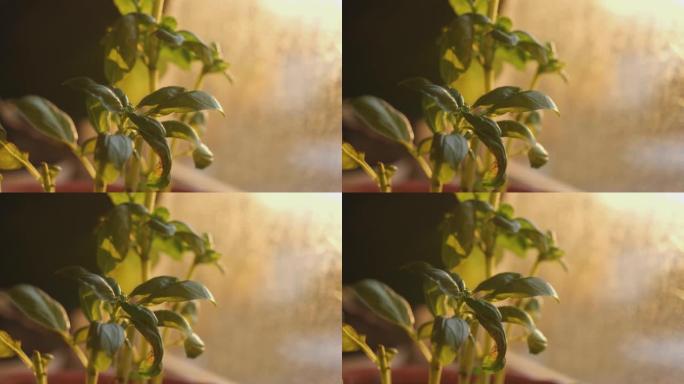 日落时窗户附近的罗勒植物的详细照片