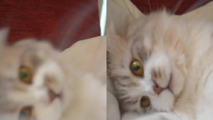 用相机玩猫肖像竖版撸猫猫咪