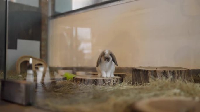 可爱的兔子在宠物收容所里跳跃，被救出的动物，可爱的快乐兔子