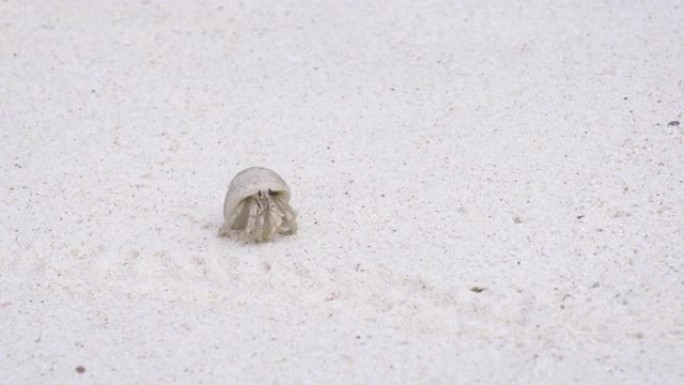 一只寄居蟹在沙滩上爬行的特写镜头