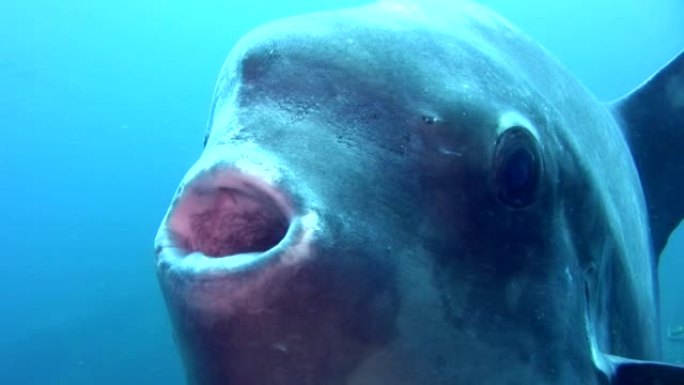 海洋翻车鱼 (mola-mola) 靠近眼睛和嘴巴