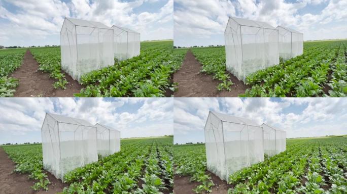 Panning shot of sugar beet field with nonwoven syn