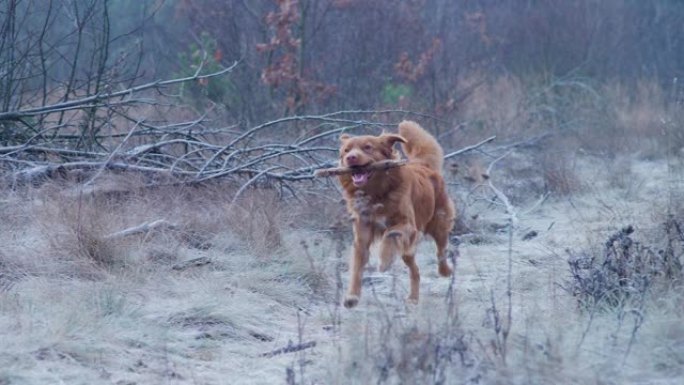快乐，新斯科舍省鸭子收费猎犬追逐棍子。冬季散步