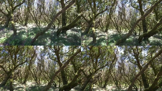 戈梅拉岛古月桂树森林4k慢动作60fps