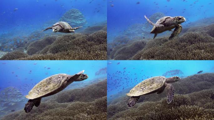 带鱼群的海龟的水下视图