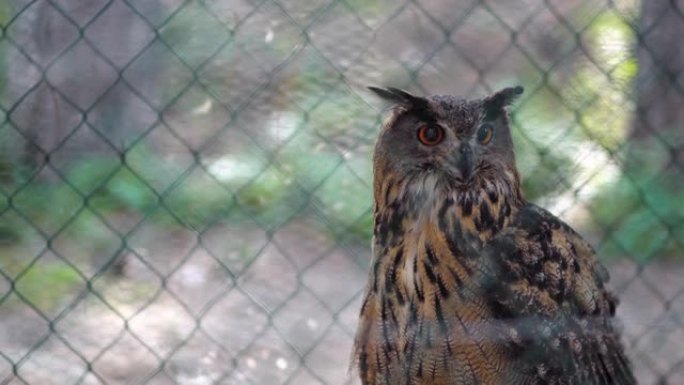 猫头鹰在动物园笼子里的特写镜头，背景模糊