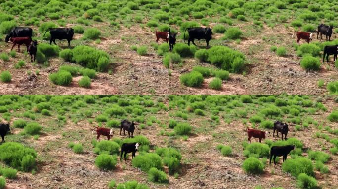 干旱平原地区绿色植物上放牧牛的无人机空中飞行视图。加利福尼亚的农业