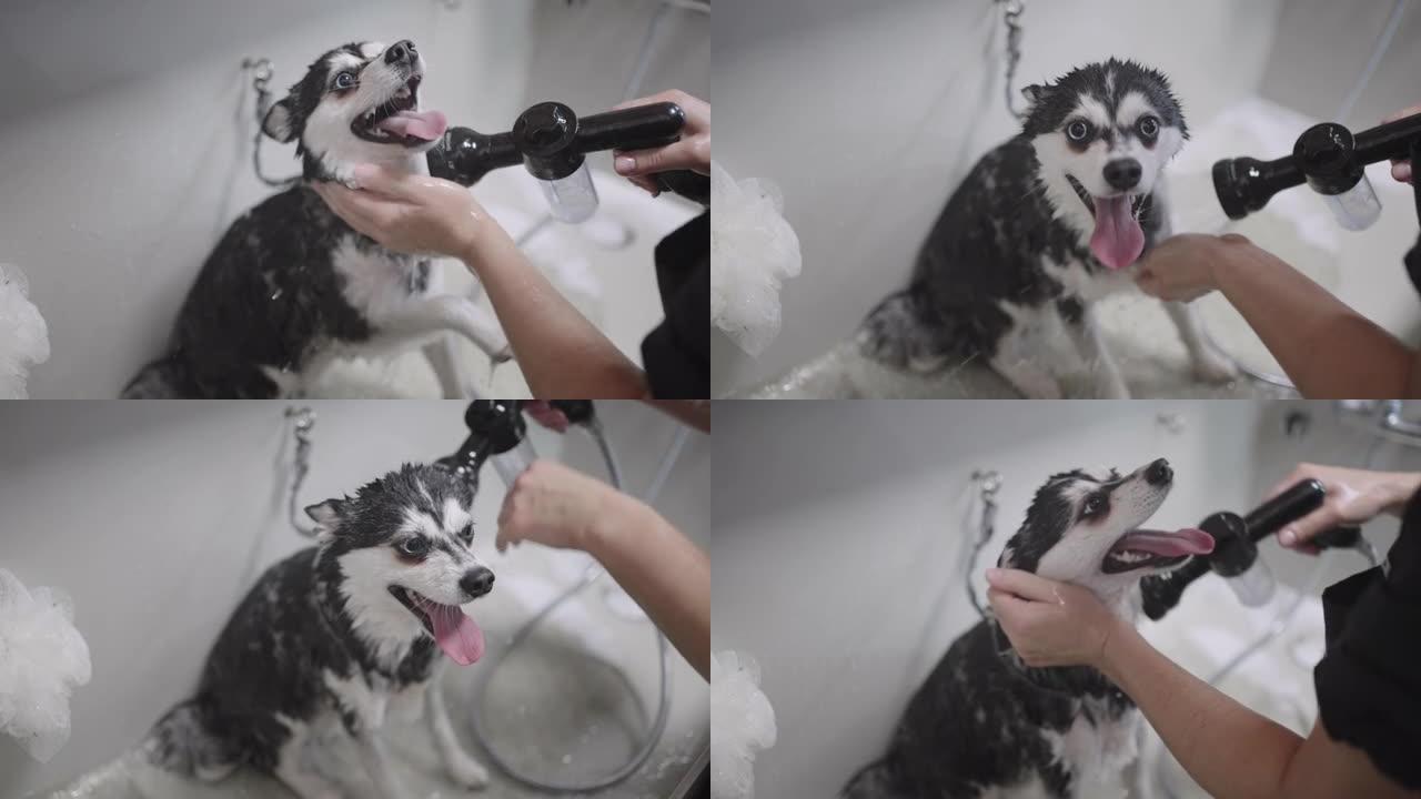 美容师正在给宠物沙龙清洗有趣的狗，兽医中心给狗清洗和卫生