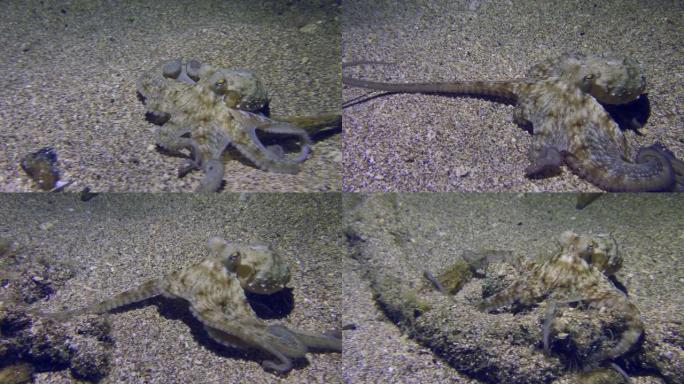 章鱼沿着沙质海底移动。