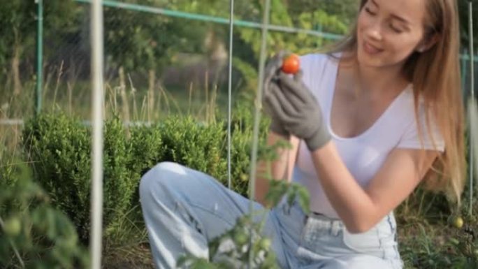 年轻开朗的女人白天在花园里拿西红柿