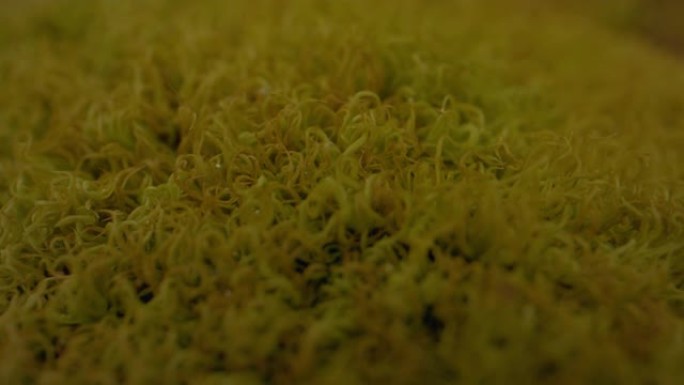 卷曲苔藓的特写镜头