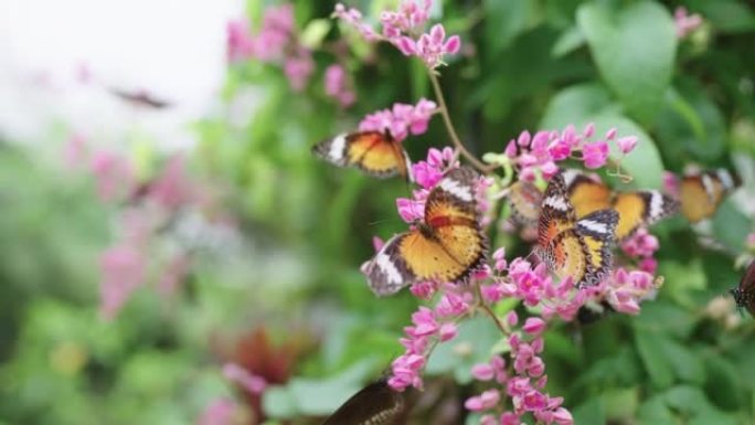 一群蝴蝶飞翔，盘旋，以一簇粉红色的墨西哥小爬山虎花为食。