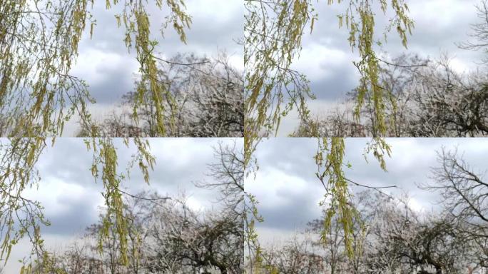 特写镜头4k视频镜头，春天桦树美丽绽放的嫩枝和叶子。