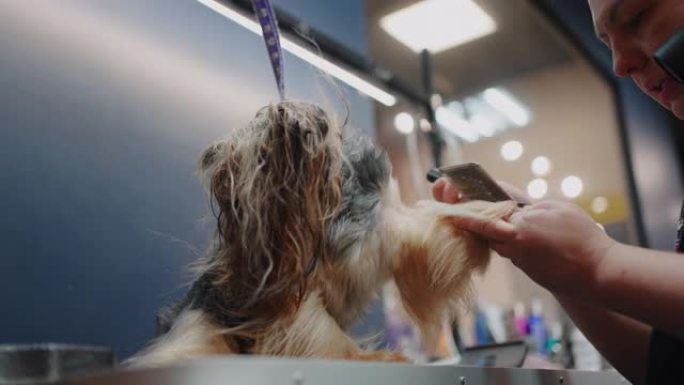 在兽医中心梳理约克夏犬，准备参加狗展，美容师正在干燥和梳理头发