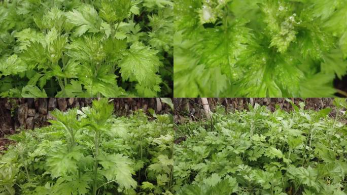 艾草冰台香艾蕲艾艾蒿艾灸草医草黄草艾绒