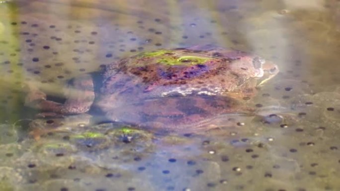 两只常见的青蛙在卵之间产卵时在春季交配。