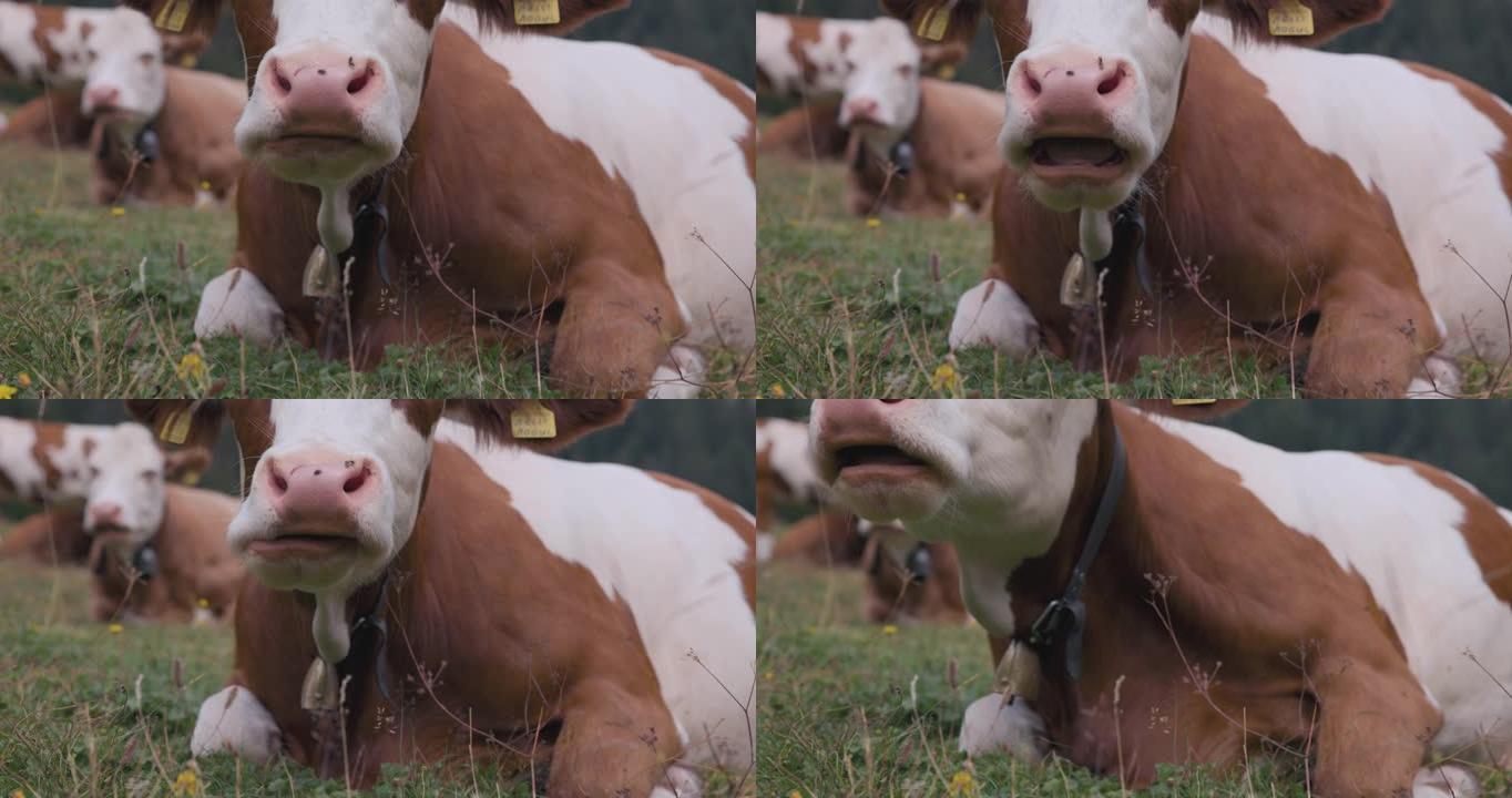 懒惰的反刍奶牛: 详细的反刍和咀嚼