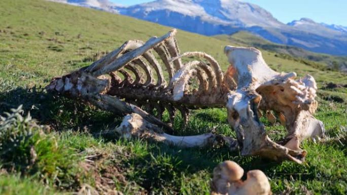 动物骨架。山间空地上死牛的骨头残骸。