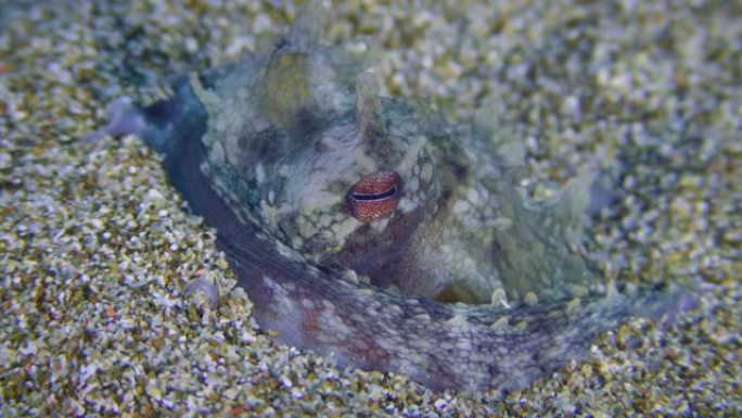 沙质海底的章鱼。