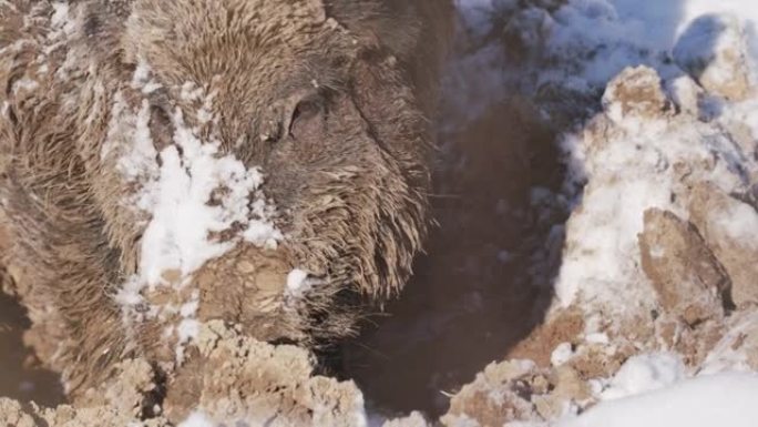 雪中野猪的细节镜头