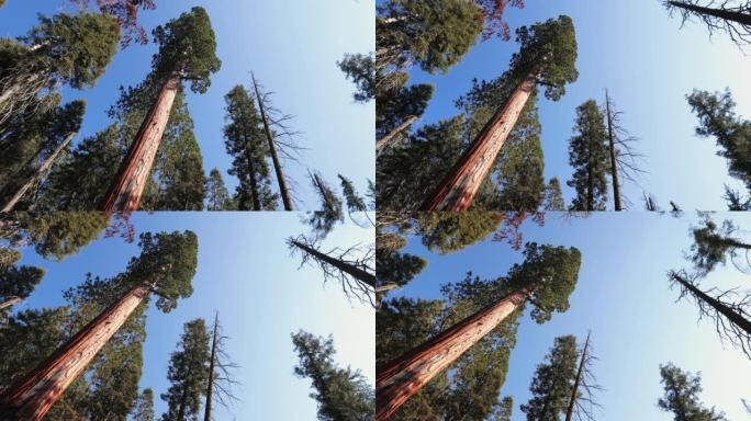 在美国西南部旅行: 加利福尼亚州红杉国家公园森林