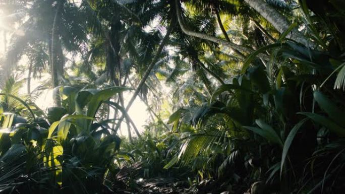 棕榈树林冠和植被的广角视图
