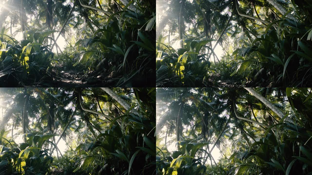 棕榈树林冠和植被的广角视图