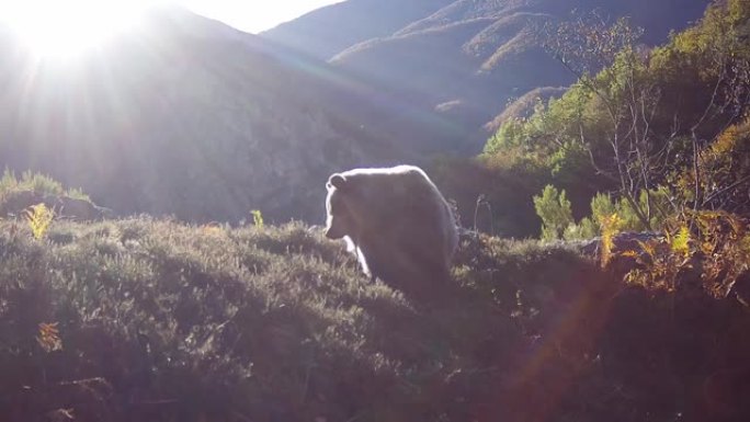 熊抓挠自己的跟踪摄像头镜头