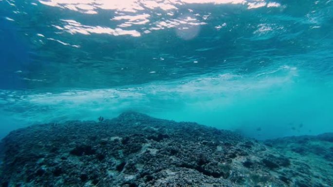 暗礁附近海洋生物的水下景观