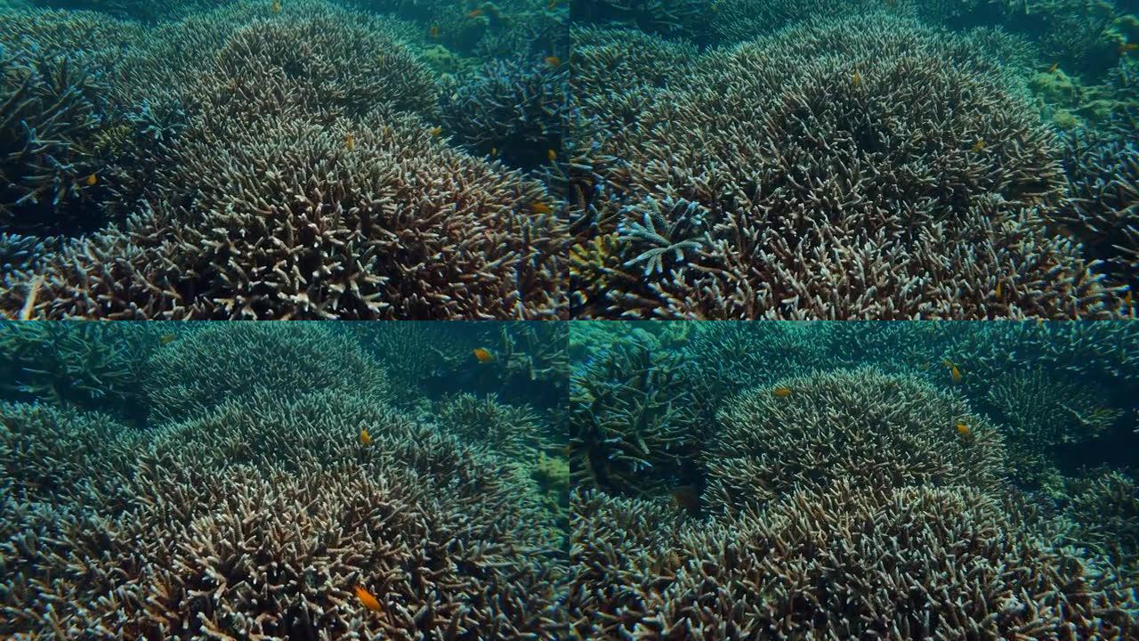 关闭彩色珊瑚水下景观