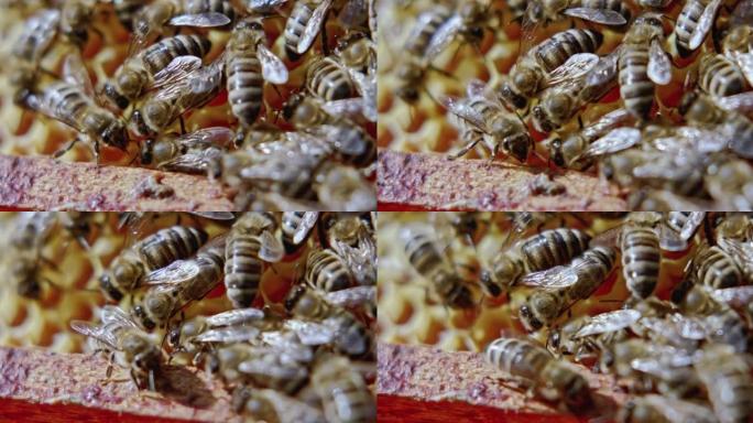 蜜蜂覆盖蜂窝。极端特写