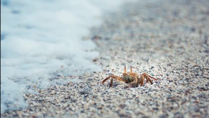 一只小海滩螃蟹被海浪击中的特写镜头