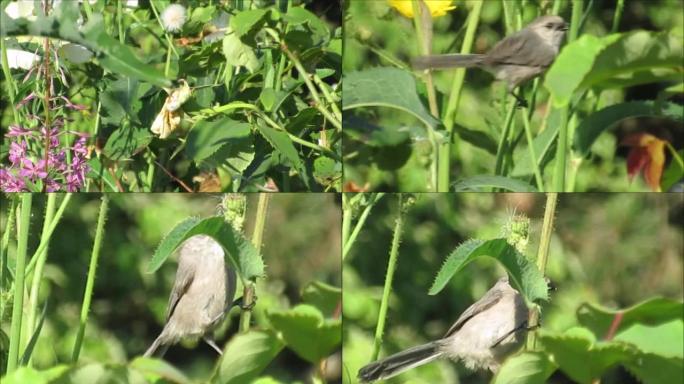 明亮的小灰鸟鸣叫，活跃在叶子和植物2022年7月中