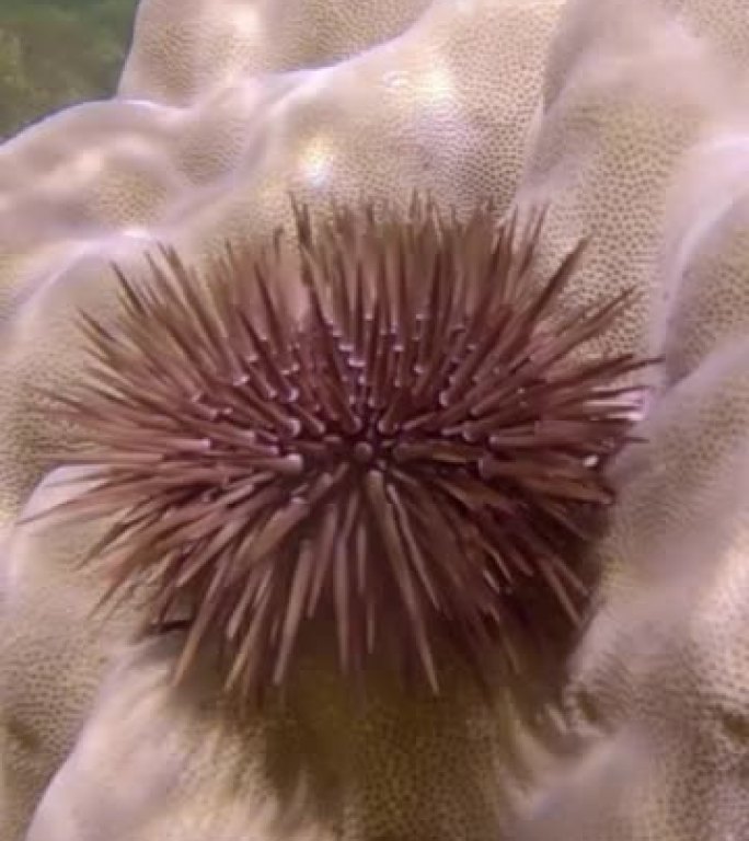垂直视频: 海胆在珊瑚上爬行。穴居顽童或钻岩顽童 (Echinometra mathaei)