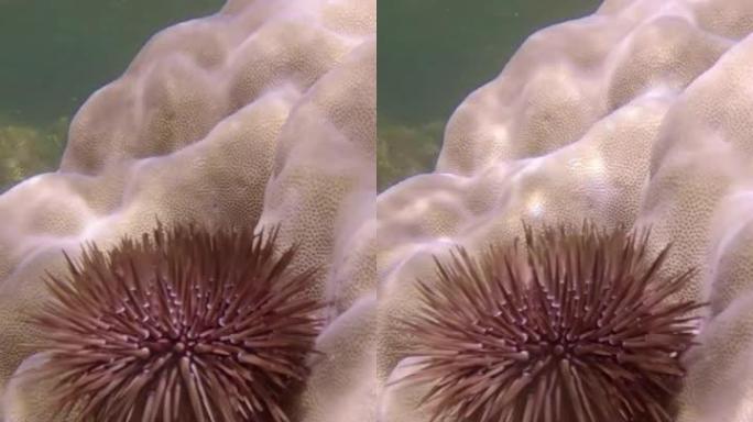 垂直视频: 海胆在珊瑚上爬行。穴居顽童或钻岩顽童 (Echinometra mathaei)