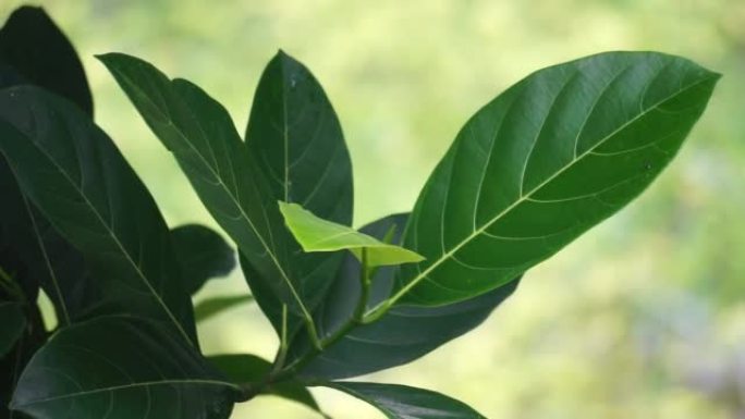 绿色杰克果叶与自然背景。杰克果 (也称为杰克树，Artocarpus heterophyllus，n