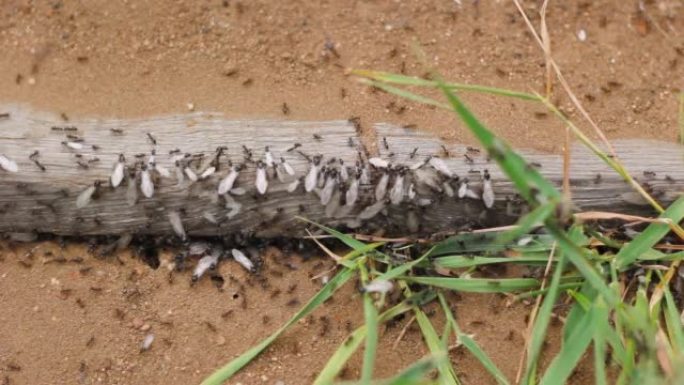在板子下的地下昆虫群体，工蚁和有翅蚂蚁的巢穴