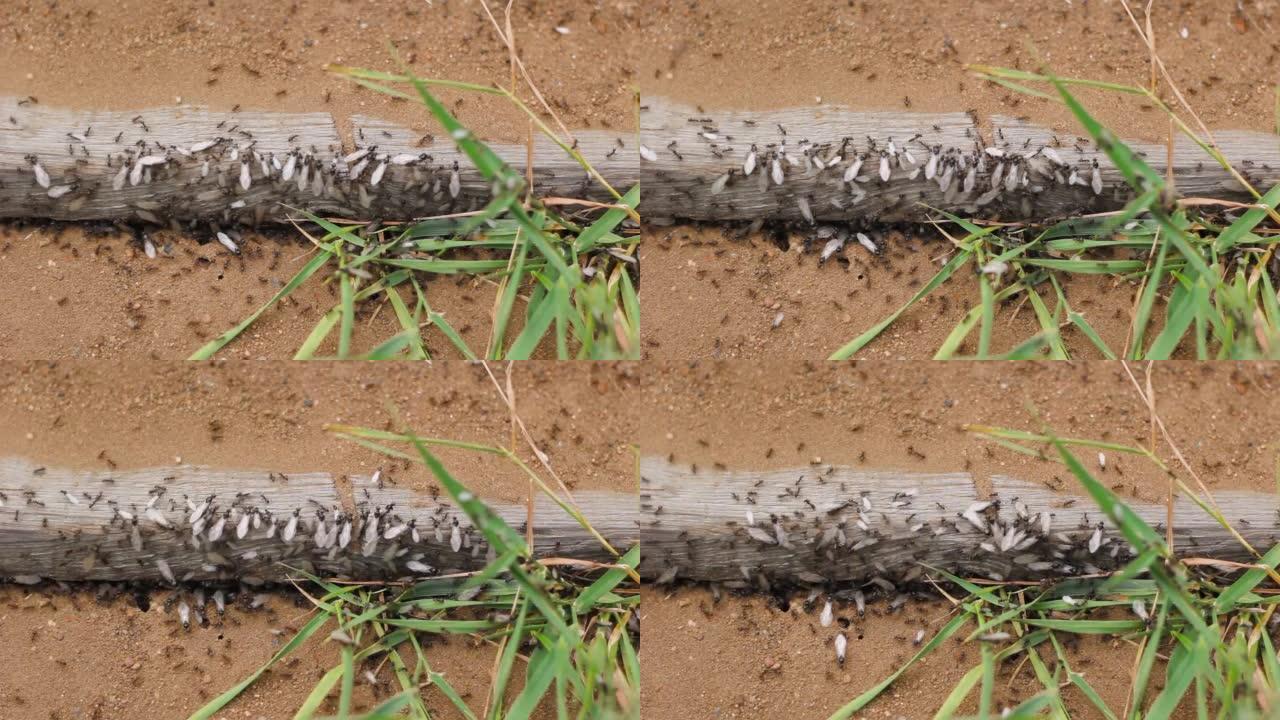 在板子下的地下昆虫群体，工蚁和有翅蚂蚁的巢穴
