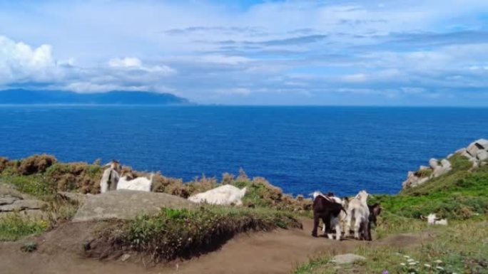 Estaca de Bares半岛海岸悬崖上的野山羊。西班牙加利西亚拉科鲁尼亚省