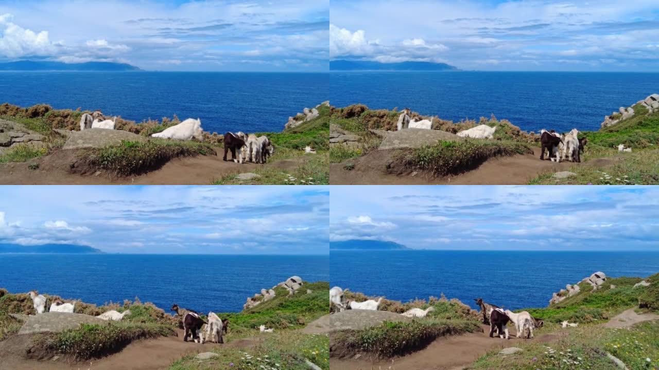 Estaca de Bares半岛海岸悬崖上的野山羊。西班牙加利西亚拉科鲁尼亚省