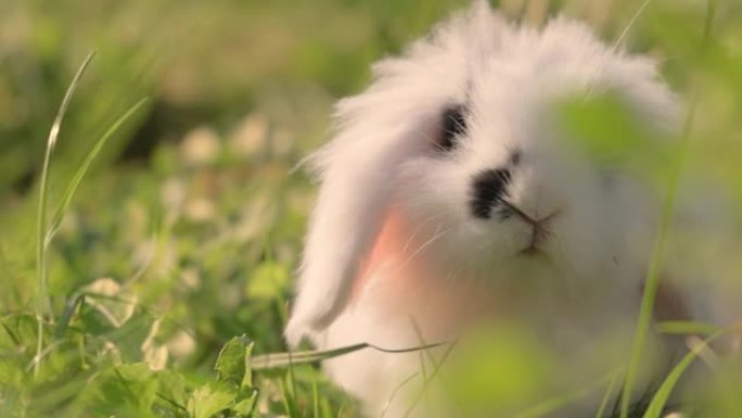 绿草丛中矮小的安哥拉兔。