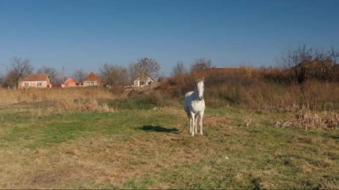 Beautiful white horse on a pasture