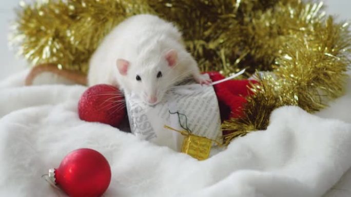 白鼠与新年礼物